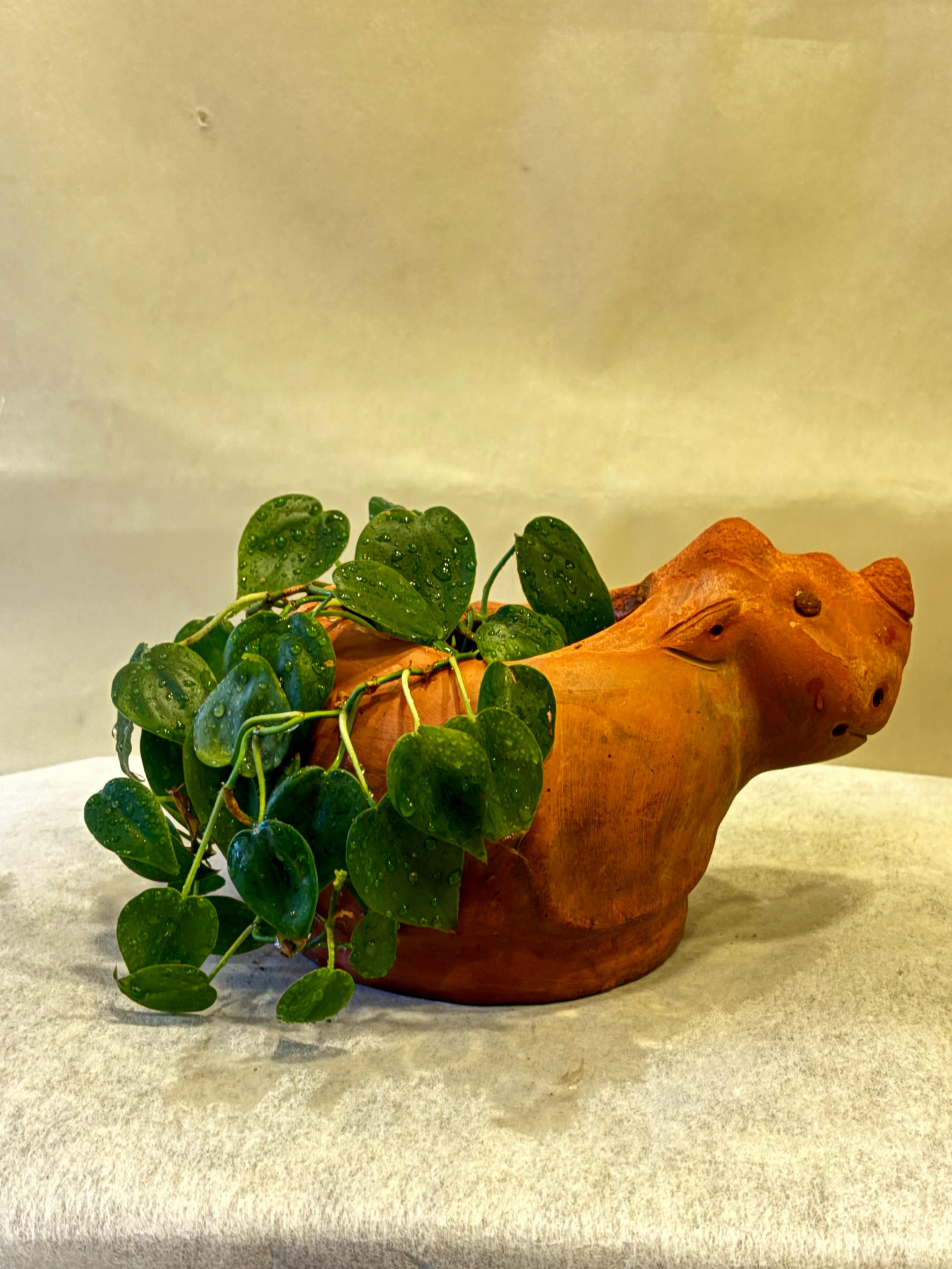 Peperomia Pig Planter